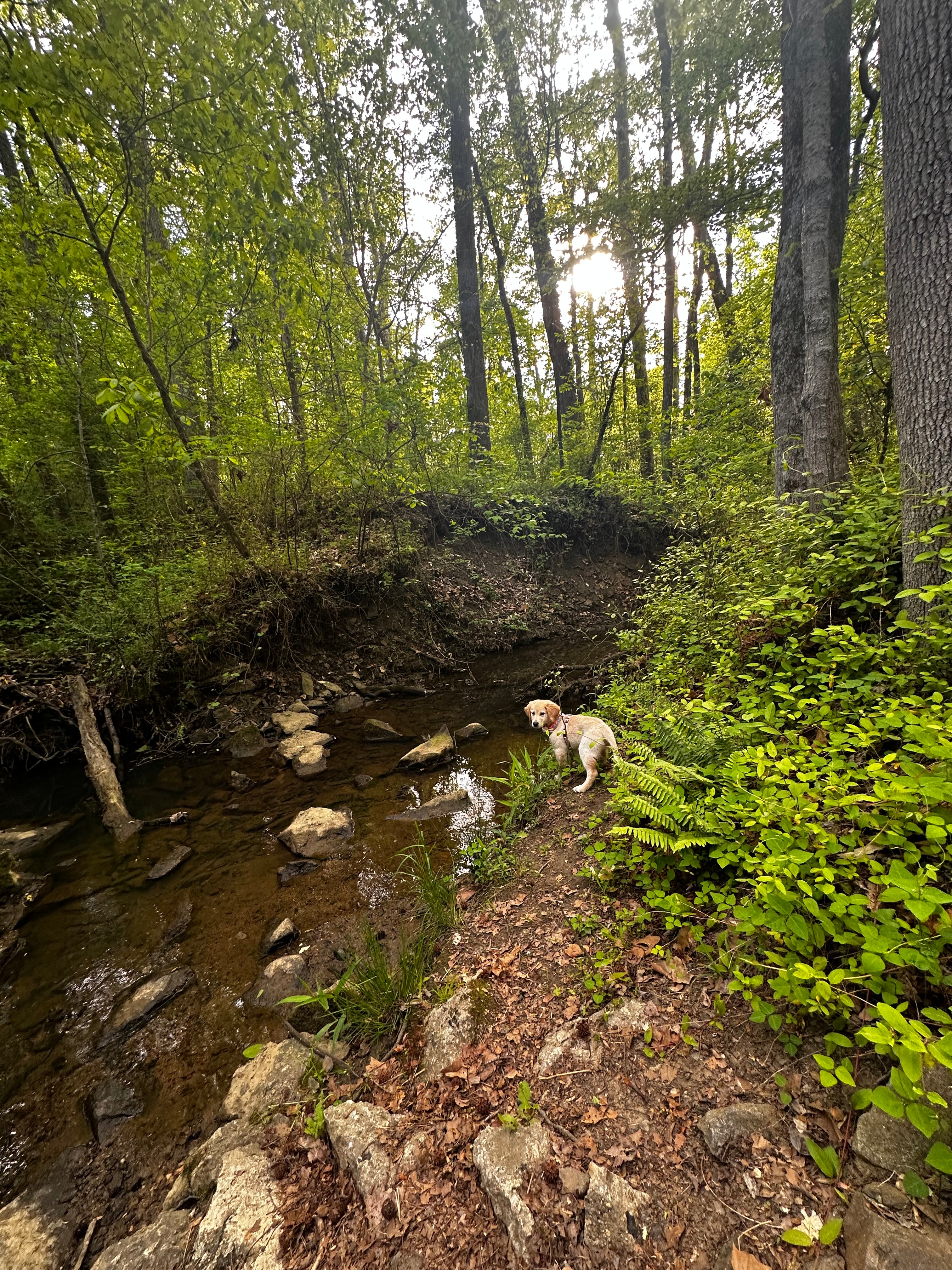 Doggy Daily Adventure Day Care!